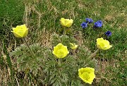 31 Anemoni sulfurei ( Pulsatilla alpina sulphurea) con genziane di Koch (Gentiana acalulis)